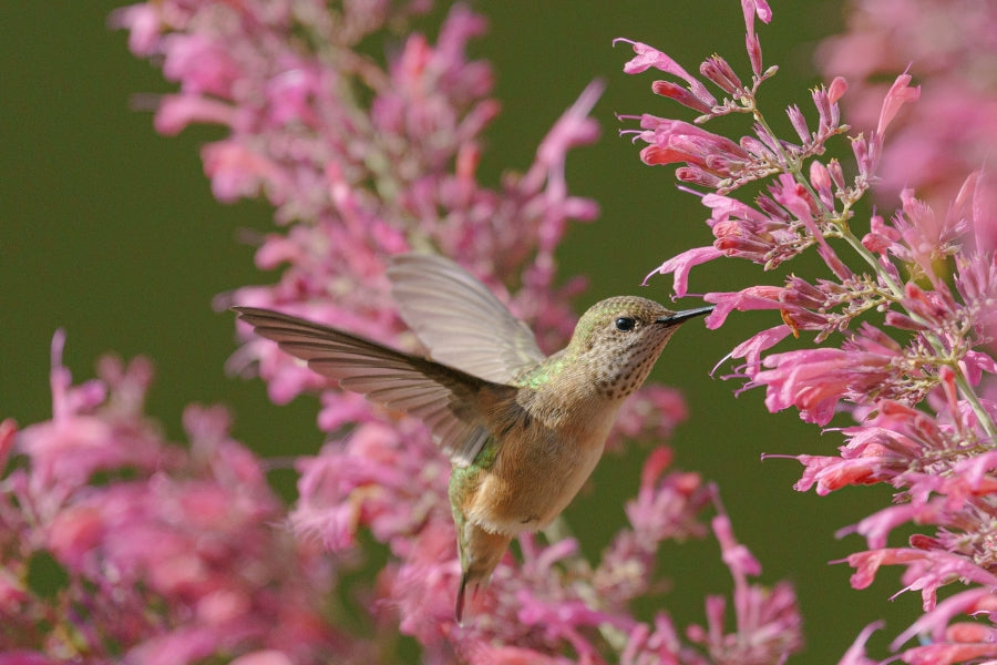 Why Hummingbirds Love Agastache