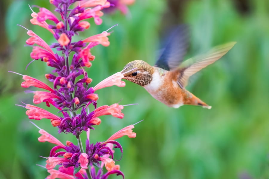 How to Attract Hummingbirds