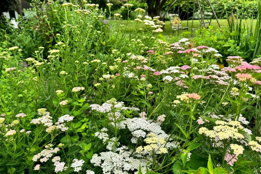 Yarrow: Edible or Toxic