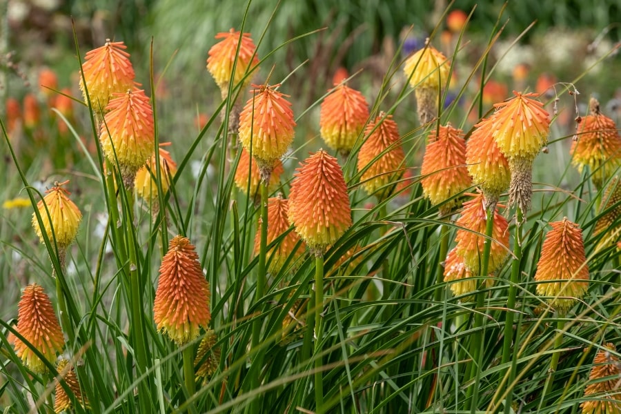 Kniphofia Care Guide
