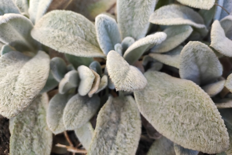 Stachys Care Guide