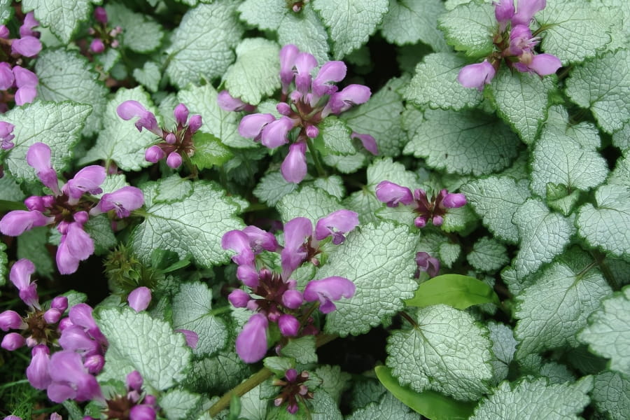 Lamium Care Guide
