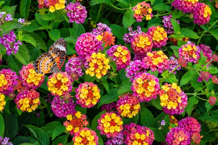 What to Plant With Lantana