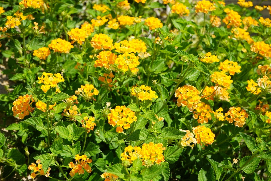 Lantana Toxicity Explained