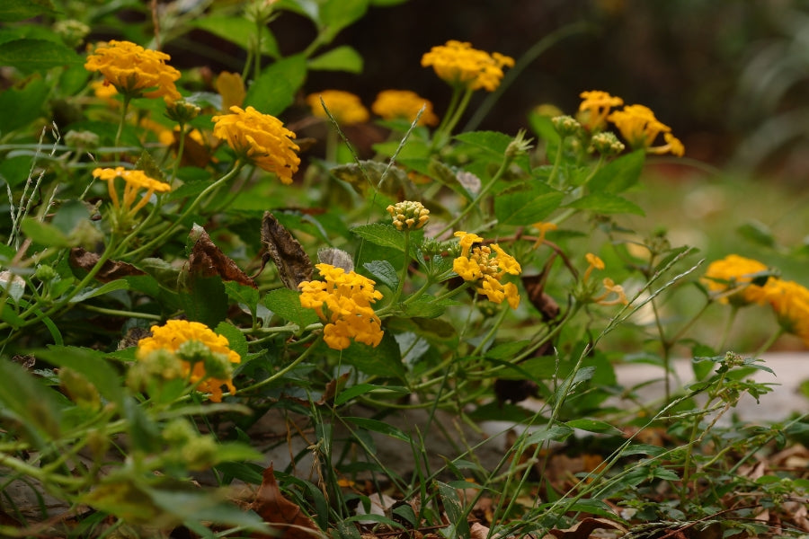 Lantana Winter Survival