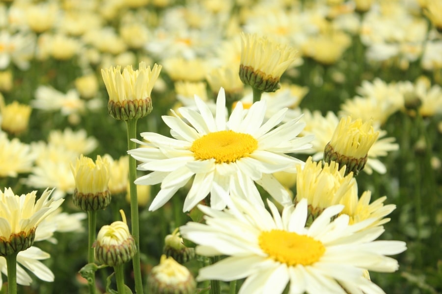 Leucanthemum Care Guide