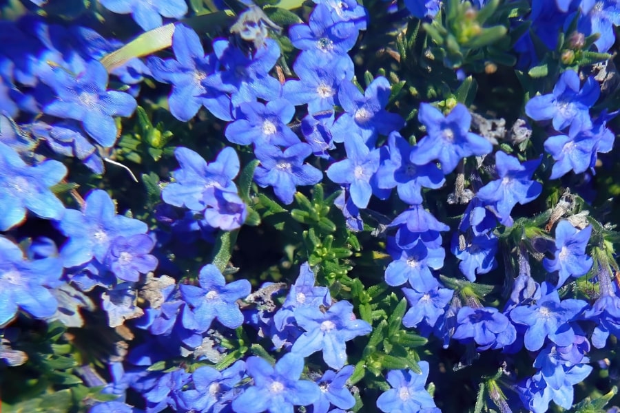 Lithodora Growth & Care Guide