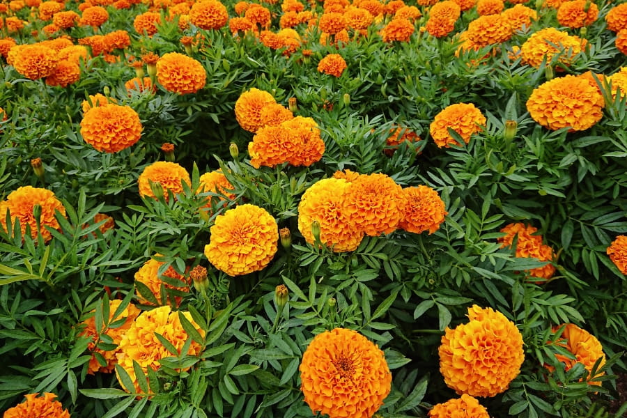 Marigold Care Guide