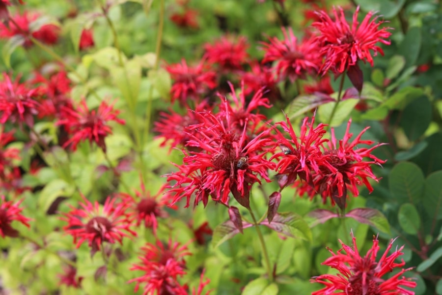 Monarda (Bee Balm) Care Guide