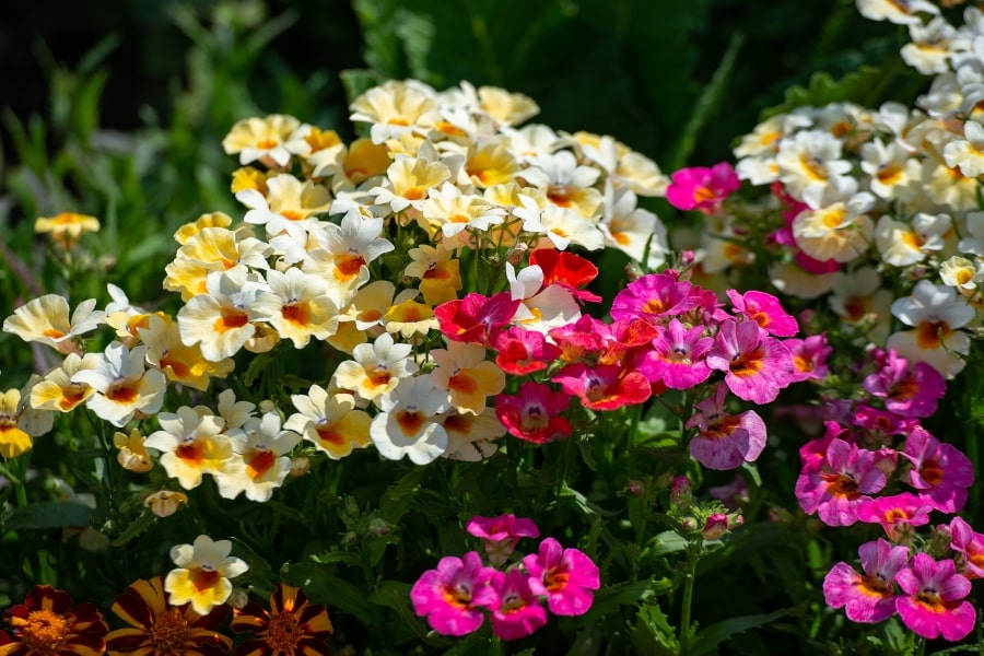 Nemesia Care Guide