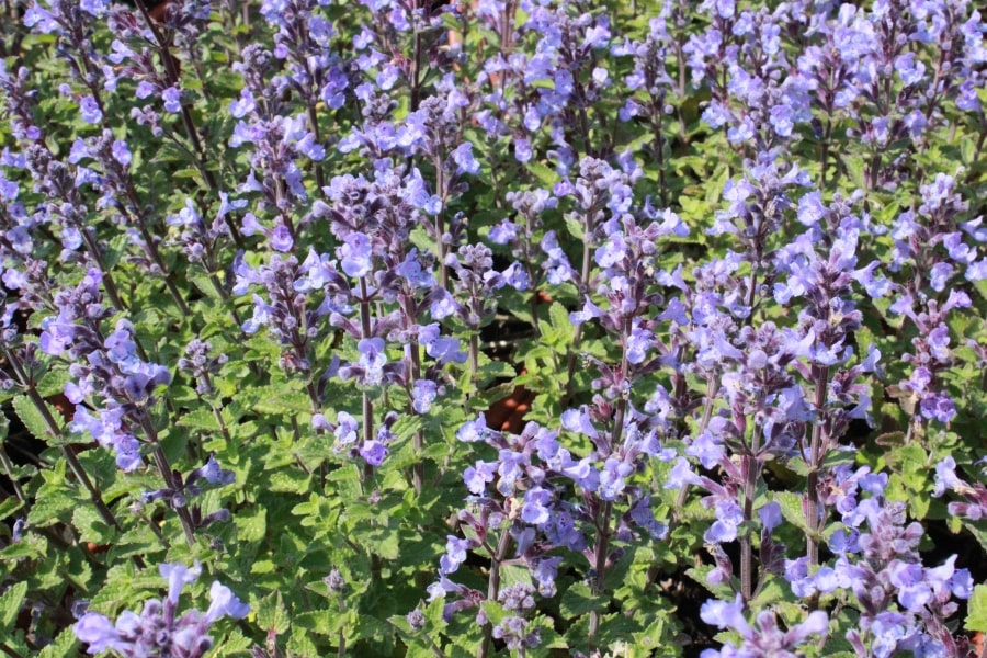 Nepeta Care Guide