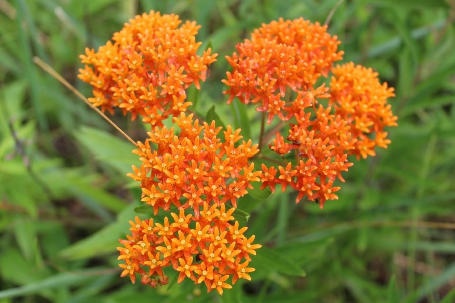 Is Milkweed Invasive?