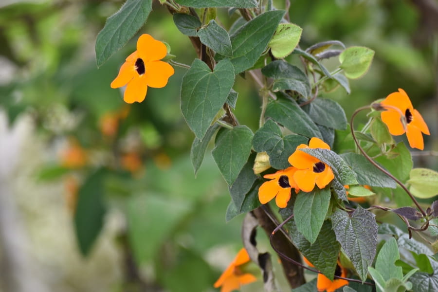 Black-Eyed Susan Vine Guide