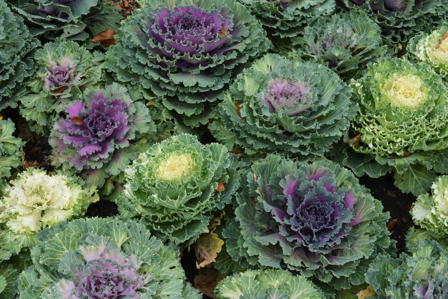 Ornamental Vegetables Guide