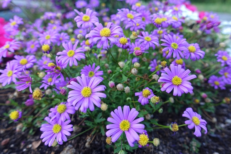 Osteospermum Care Guide