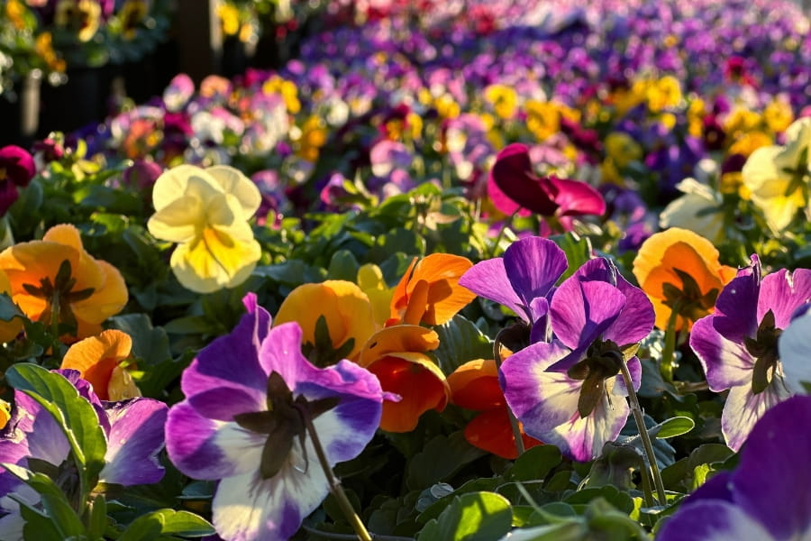 Pansy Care Guide