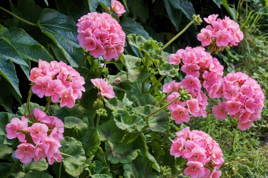 Annual Geranium Care Guide