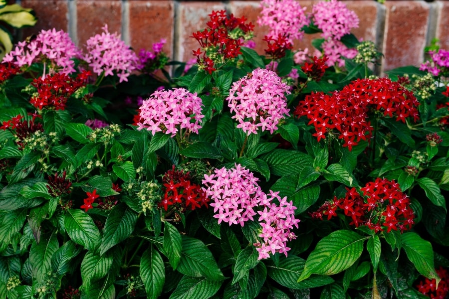 Pentas Care Guide