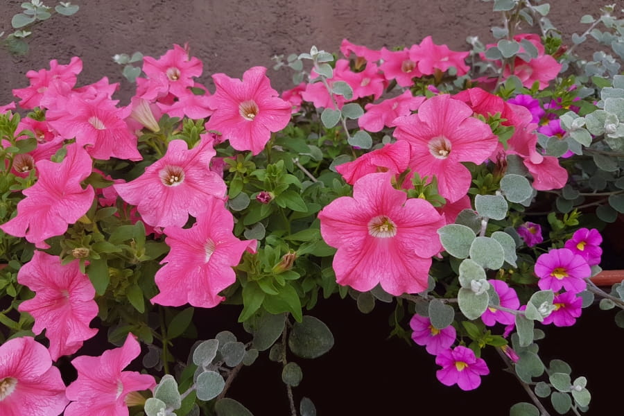 What to Plant with Petunias