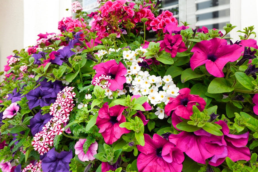 Petunia vs Calibrachoa | Differences & Similarities Explained