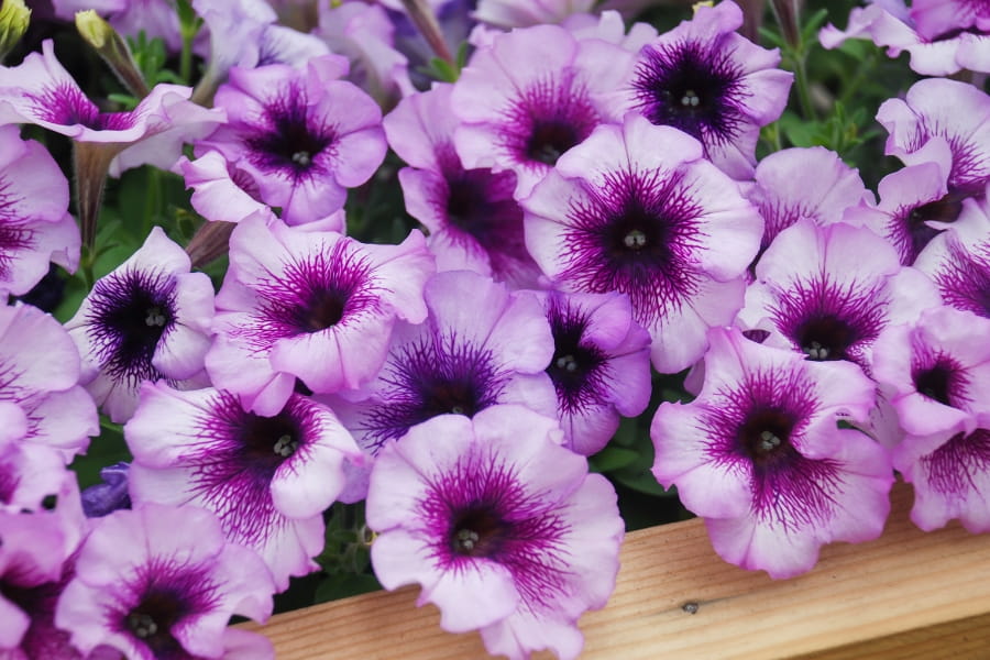 Petunia Care Guide