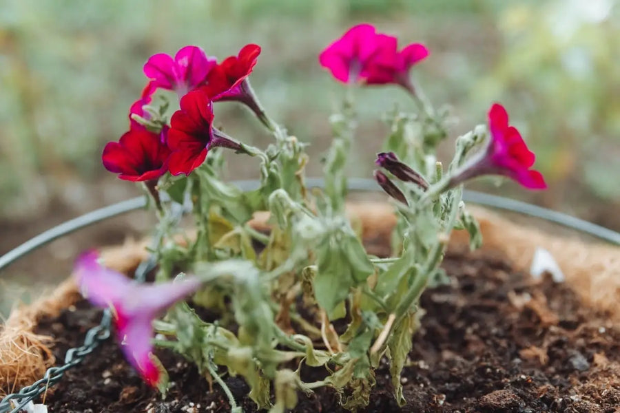 Why Your Petunias Are Dying | 5 Causes & How To Fix Them