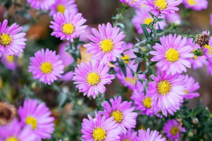 How to Grow Asters from Seed