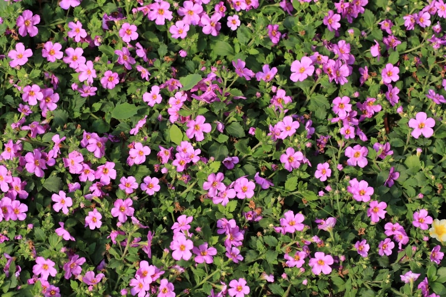 Bacopa Care Guide