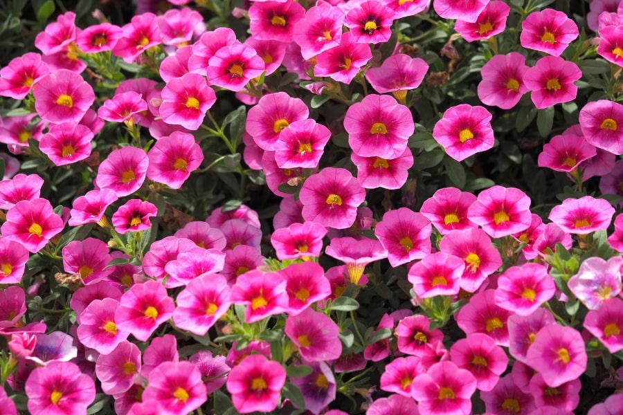 How to Keep Calibrachoa Healthy