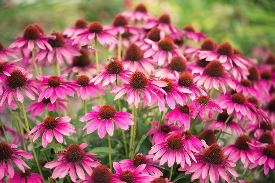 Echinacea Care Guide