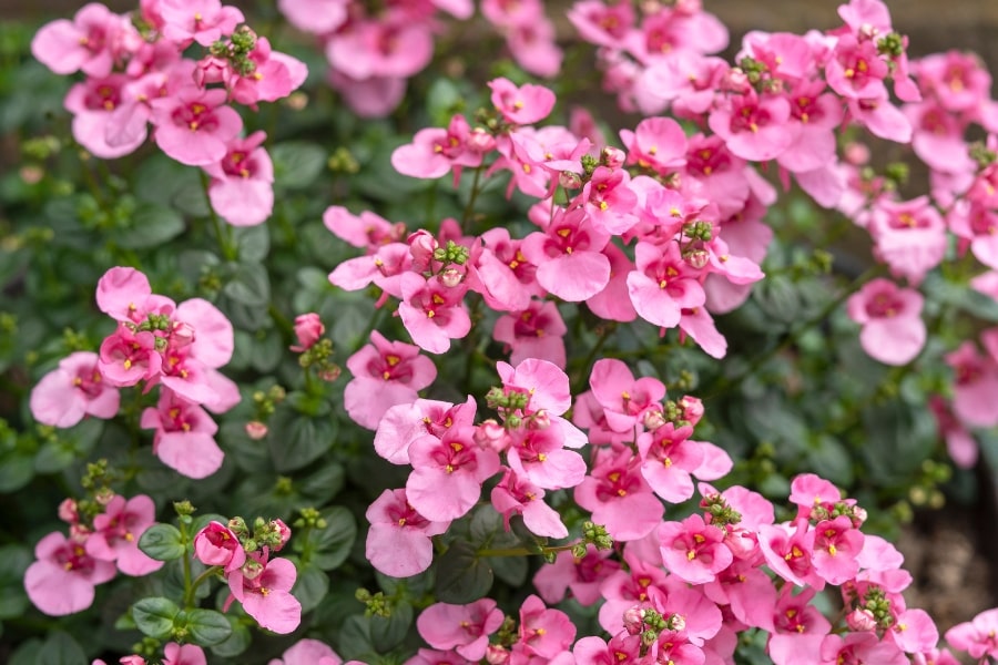 Diascia Care Guide