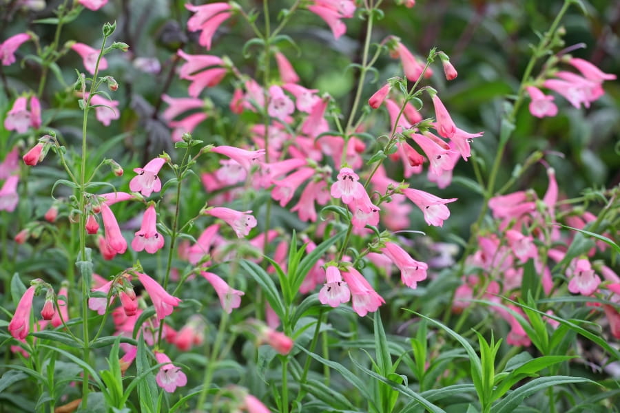 Penstemon Care Guide