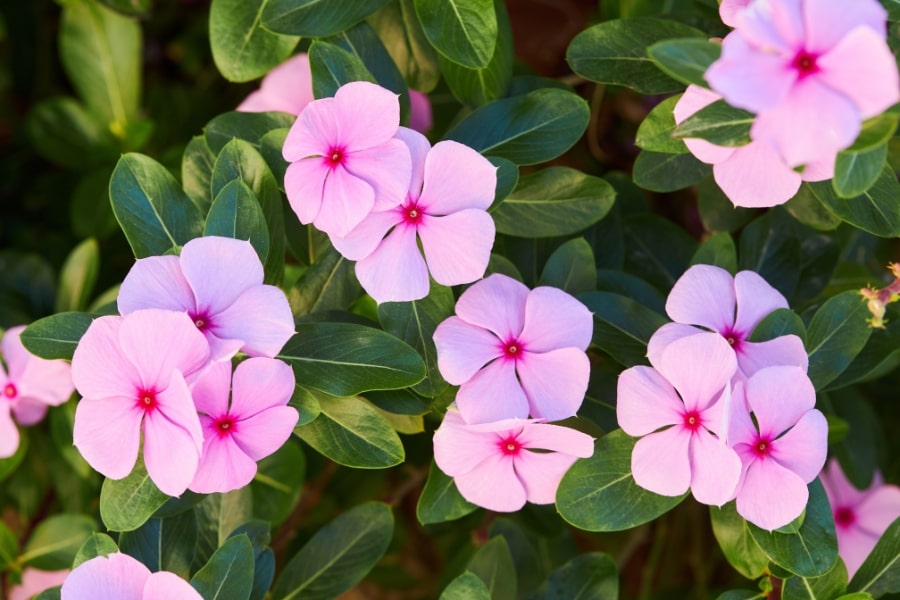 Vinca  Care Guide