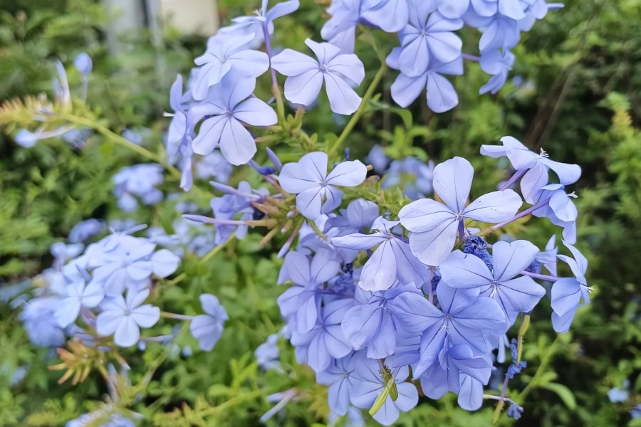 Plumbago Care Guide
