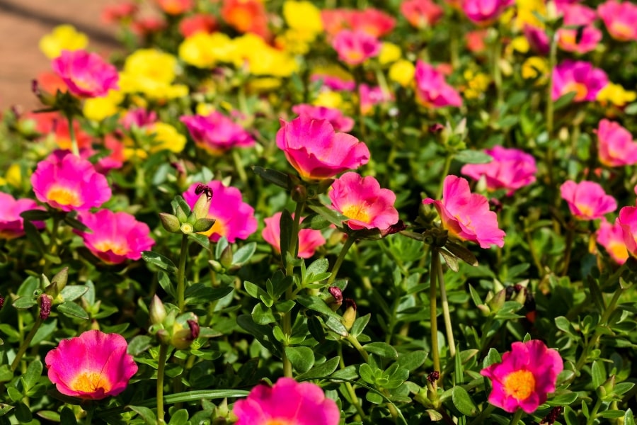 Portulaca Care Guide