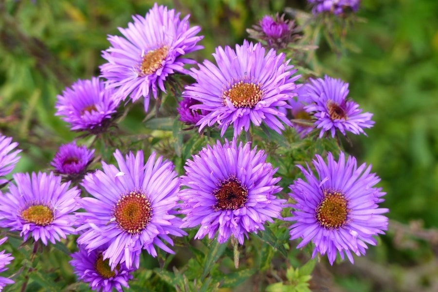 Aster Care Guide