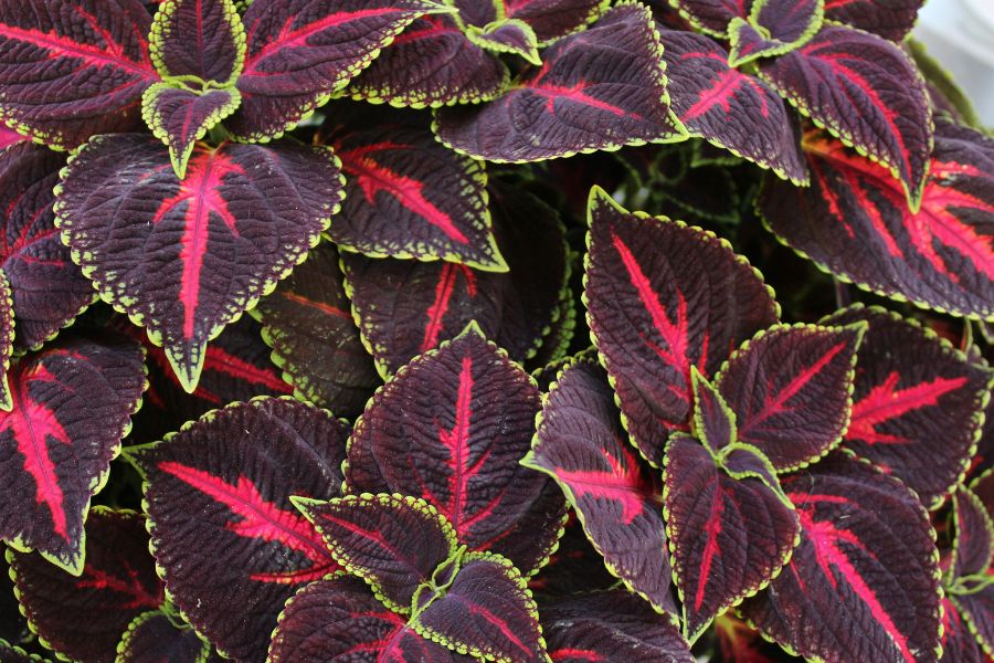 Coleus Growth & Care Guide