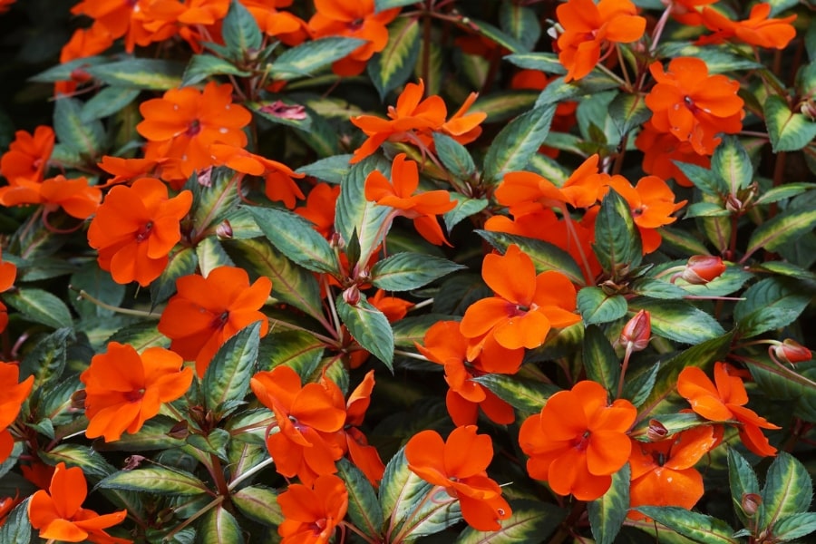 New Guinea Impatiens Guide