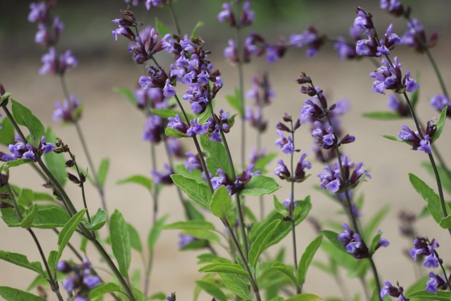 Salvia Care Guide