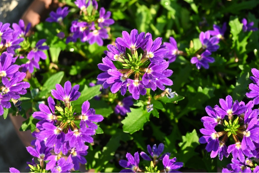 Scaevola Care Guide