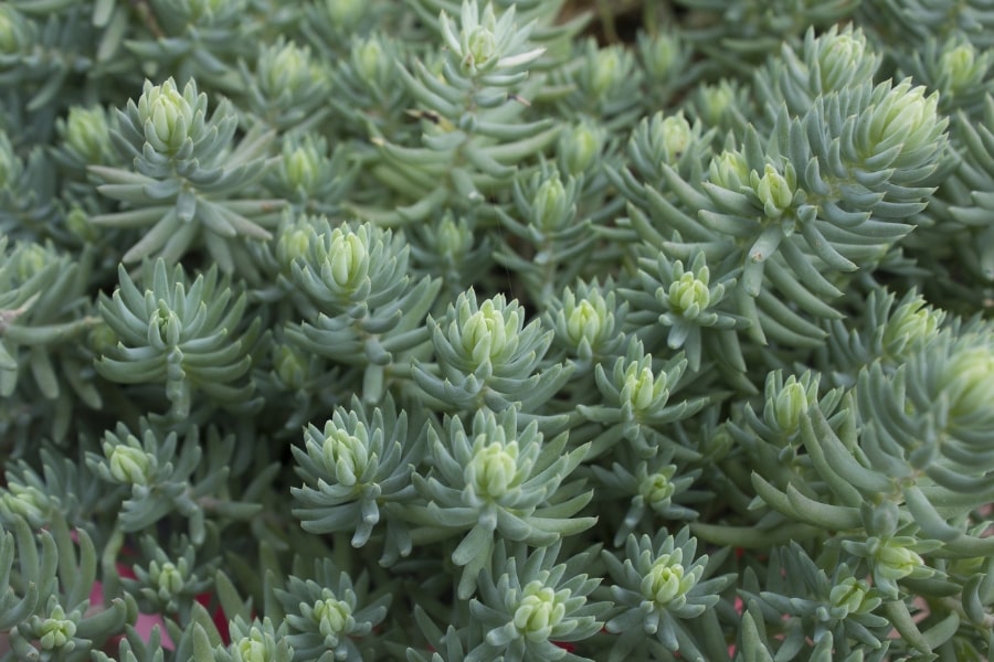Sedum Care Guide