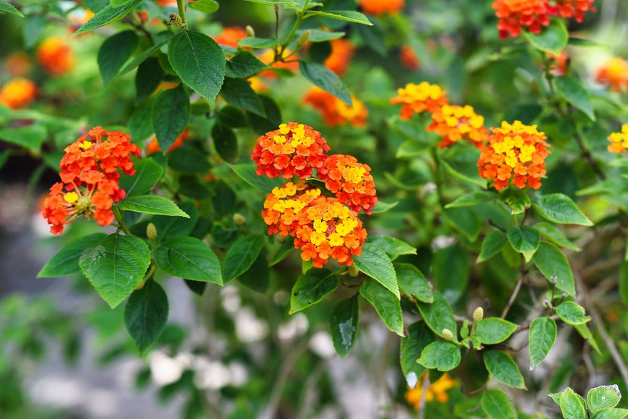 How to Grow Lantana in Shade