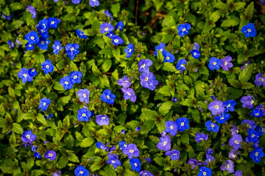 Speedwell Care Guide
