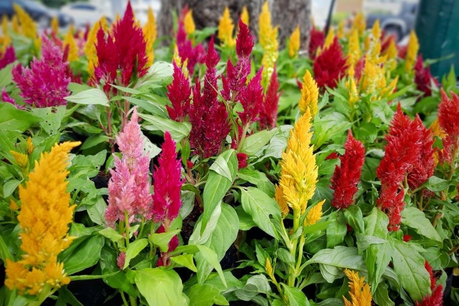 Celosia Care Guide