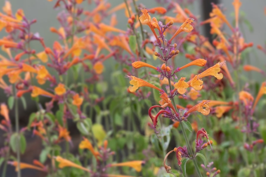 Agastache: Invasive Or Not?