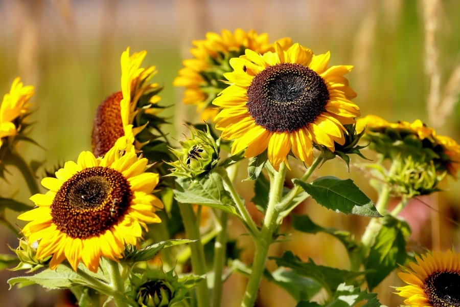 Helianthus (Sunflower) Care Guide