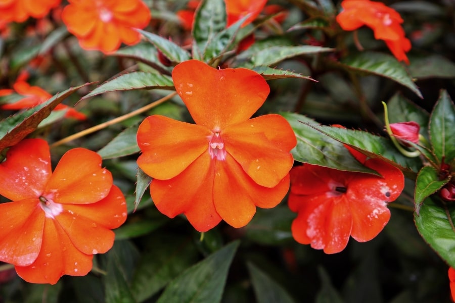 SunPatiens® Care Guide