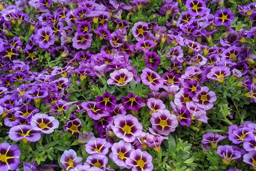 Superbells® Calibrachoa | All You Need to Know
