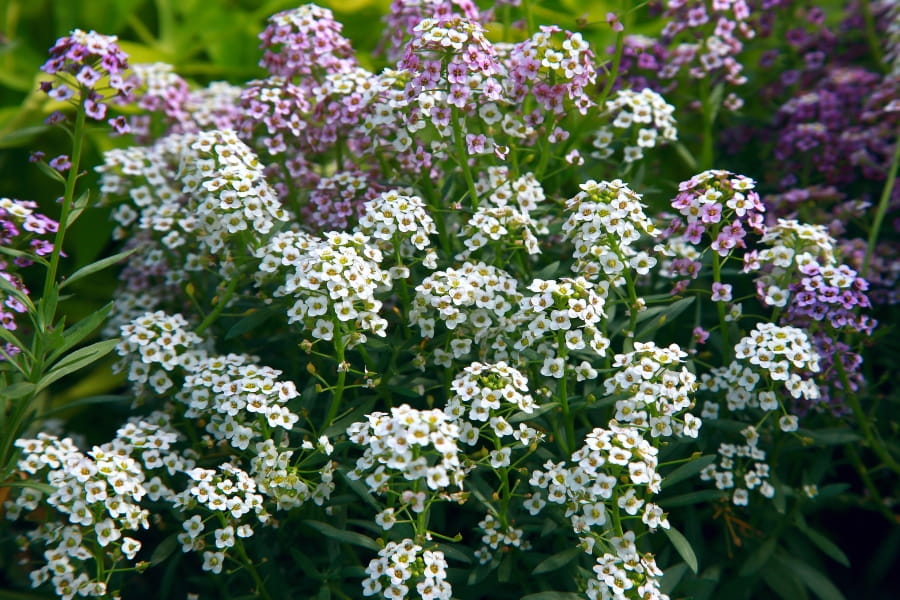 Lobularia Care Guide