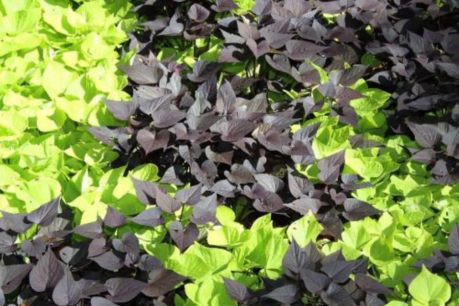 Sweet Potato Vine Guide